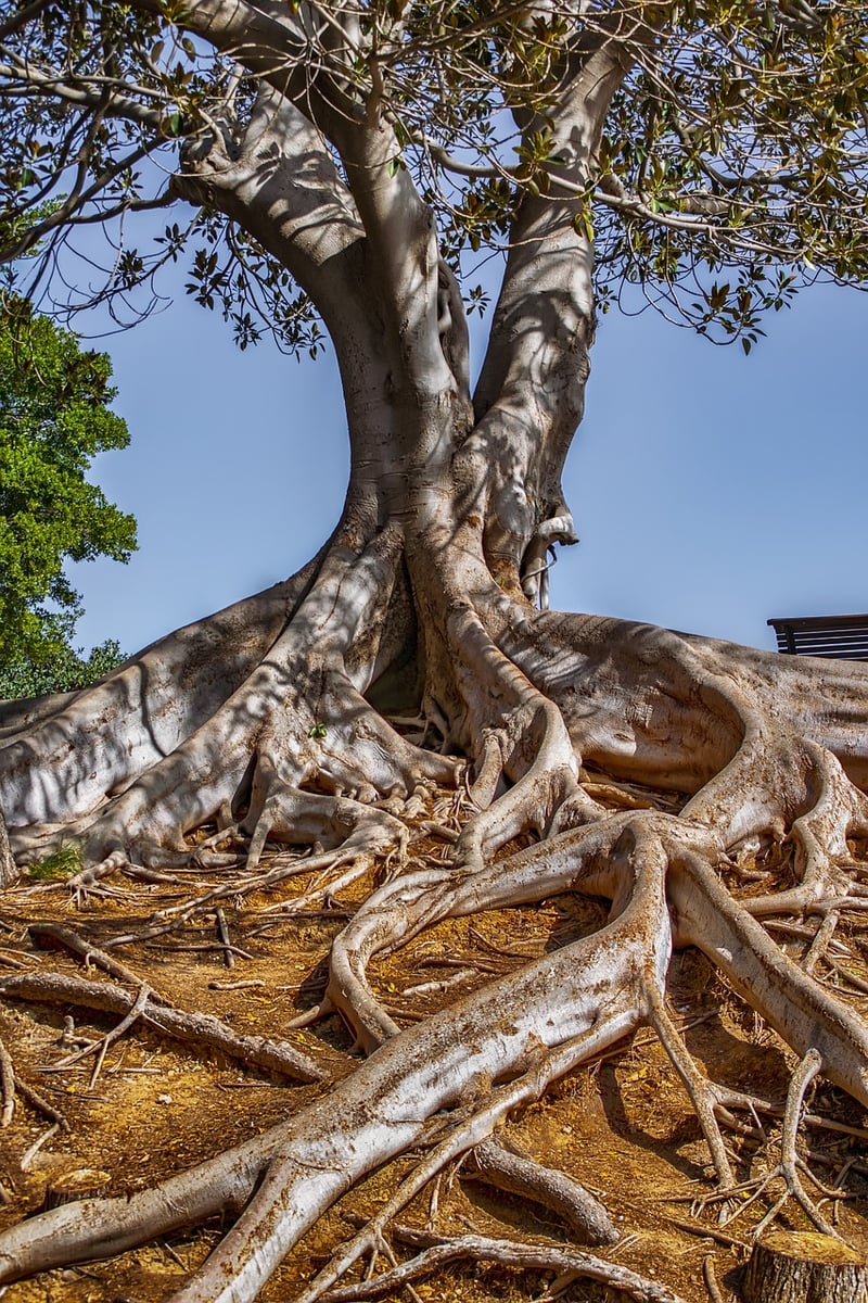 Enchanted Woods Estates